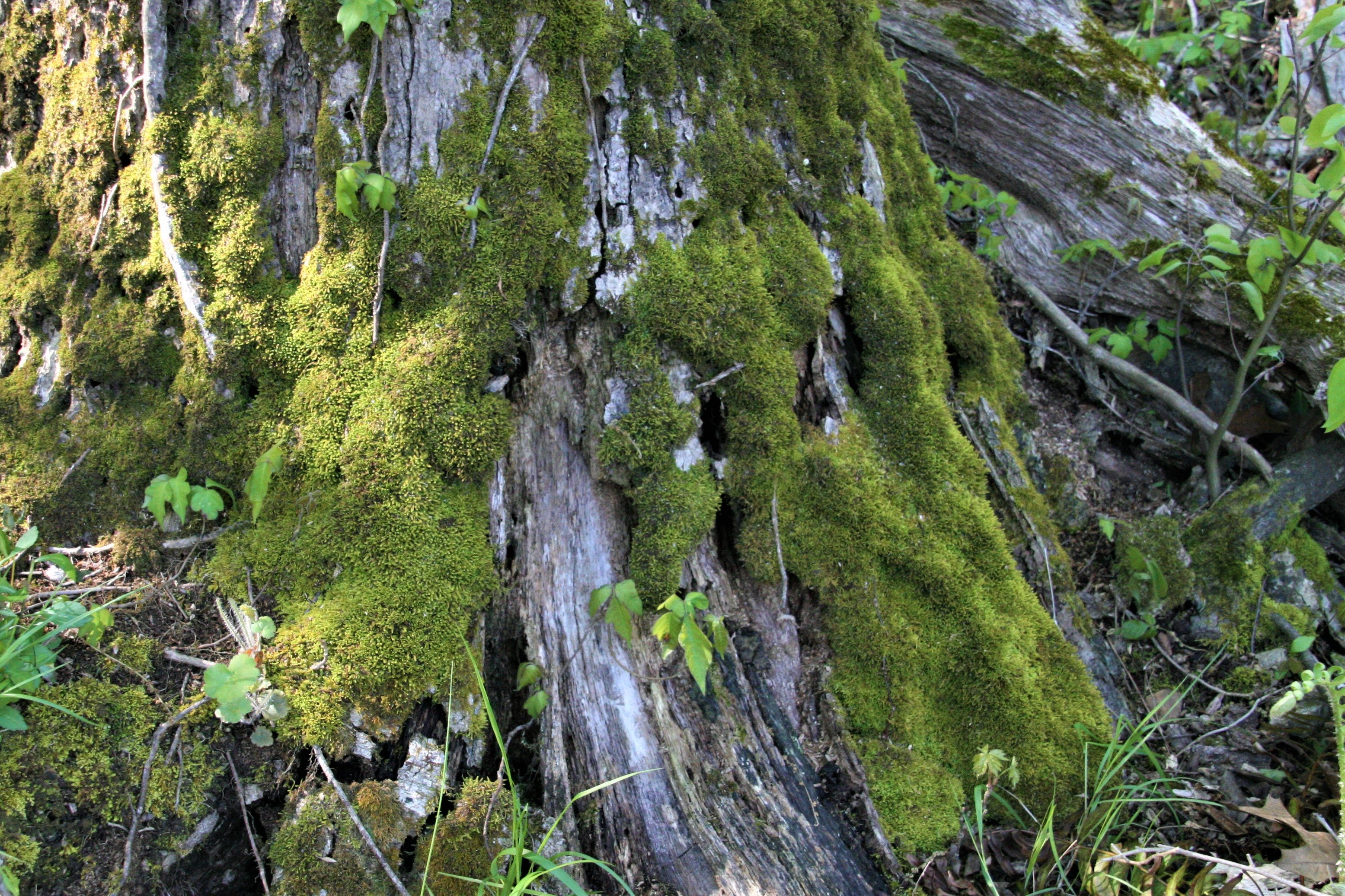 Moss growing around the base of an old tree. 